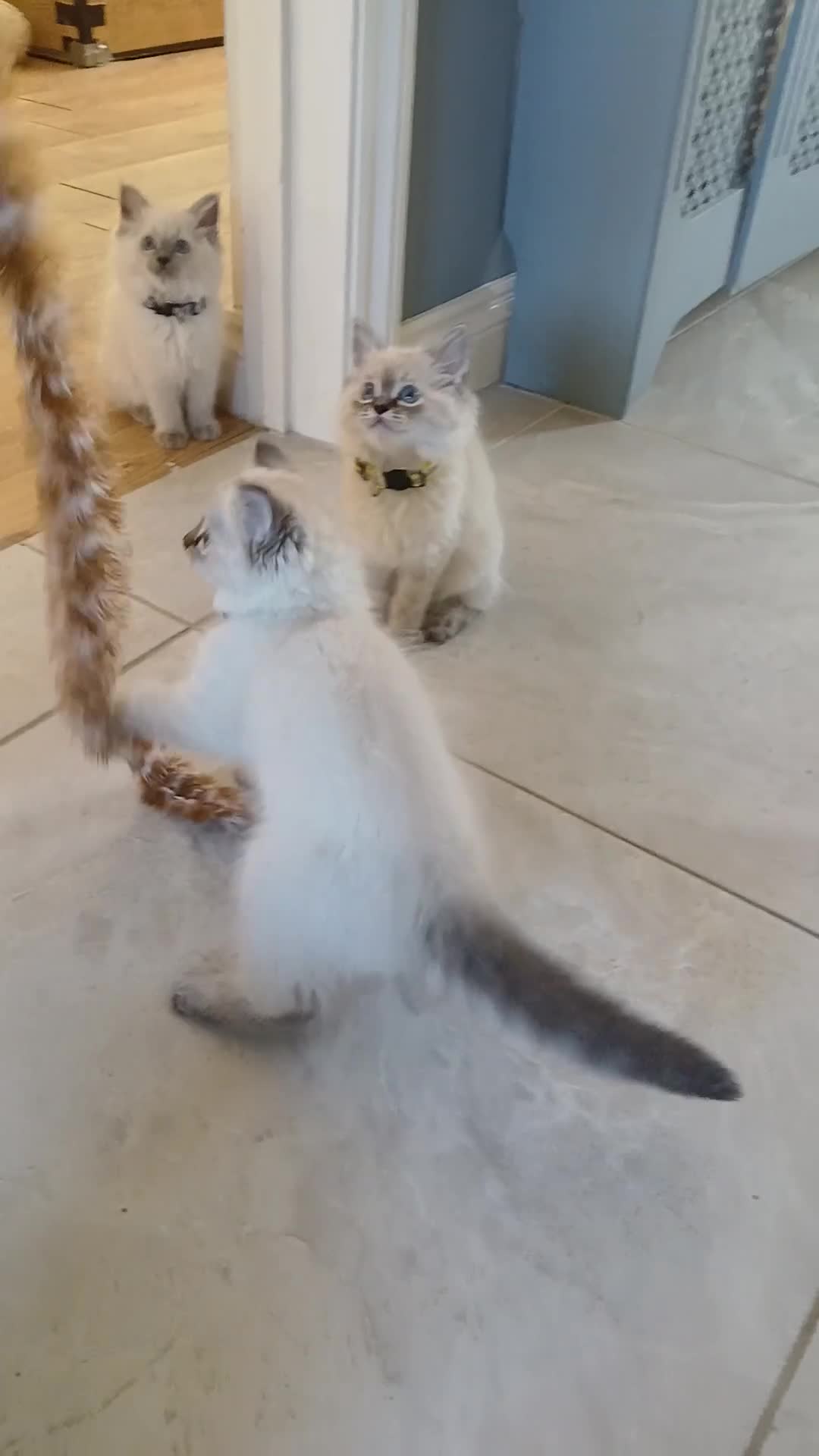 Ragdoll cats for sale: 5 beautiful Ragdoll kittens  - Video 1