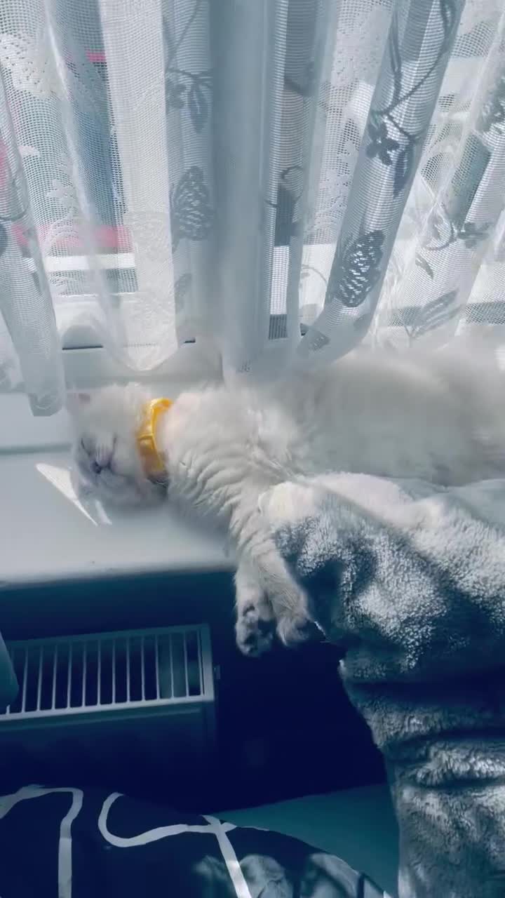 Ragdoll cats for sale: Ragdoll kitten for sale - Video 1