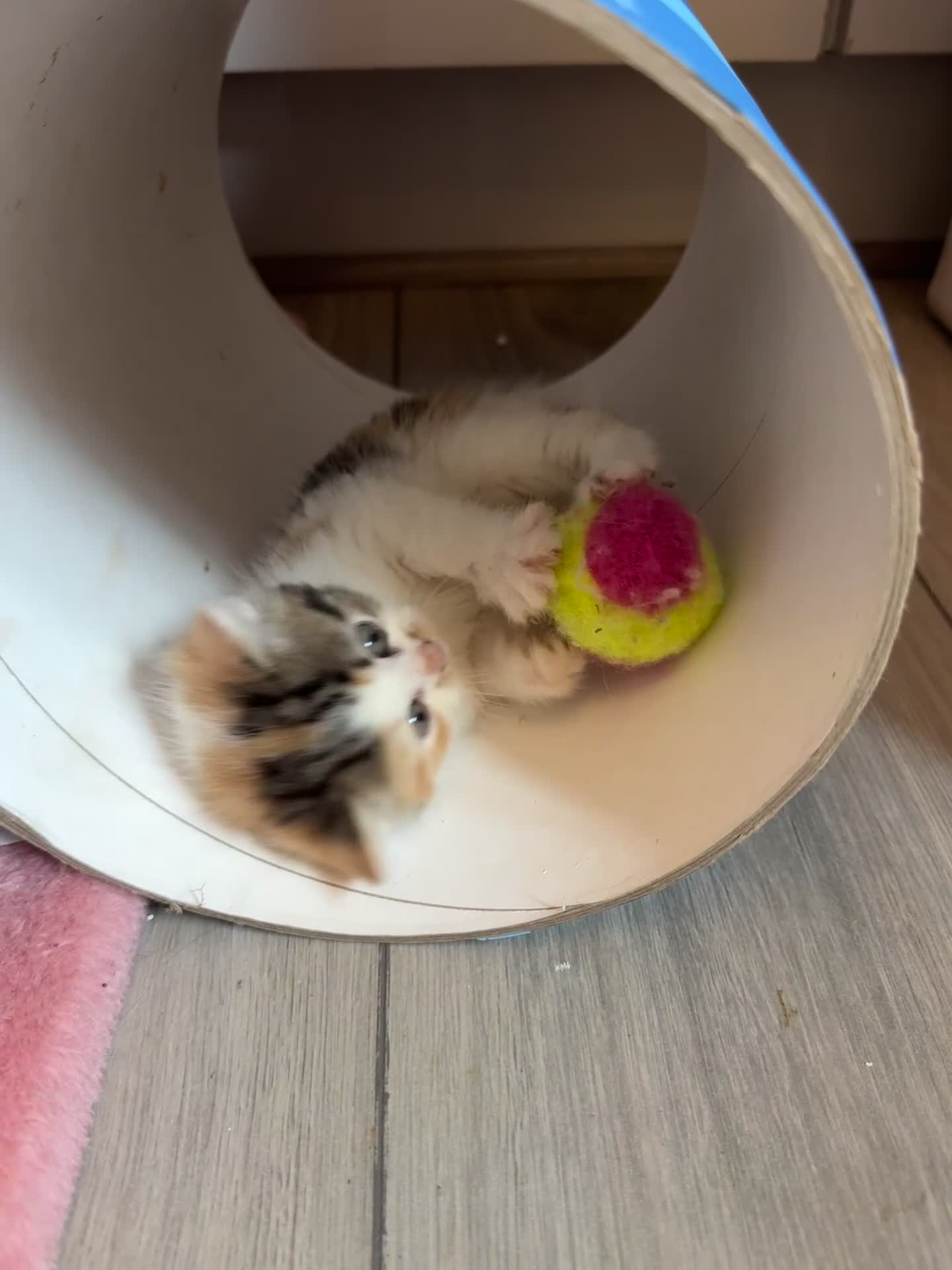 Persian cats for sale: Persian Kittens  - Video 1