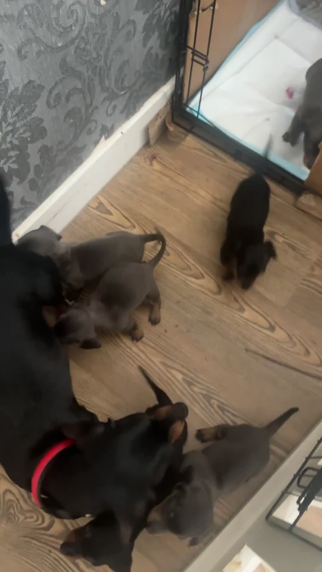 Miniature Dachshund dogs for sale: Miniature dashounds  in Wrexham - Video 1