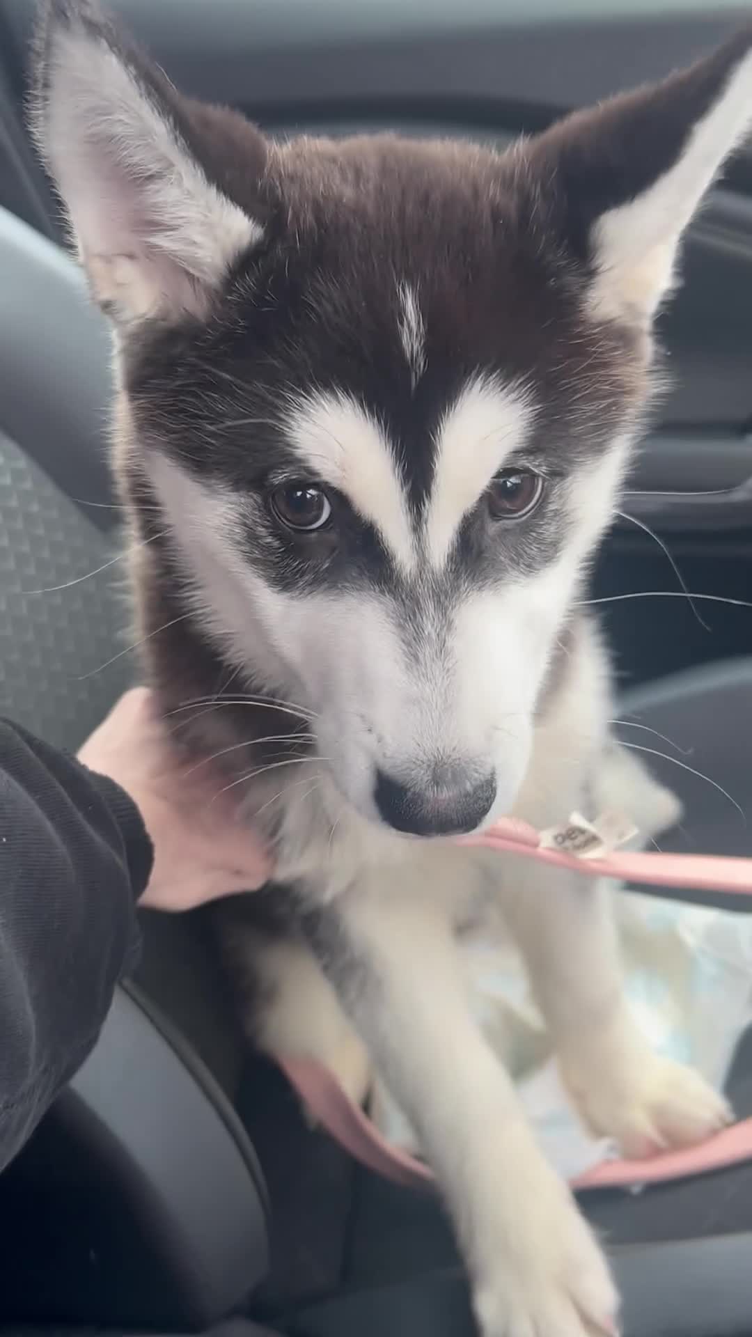 Siberian Husky dogs for sale: Siberian husky  in Manchester - Video 2