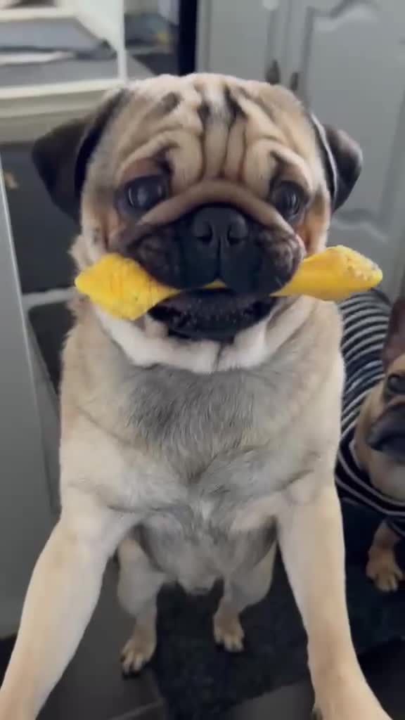 Pug dogs for sale: Male Pug called Milo  - Video 2