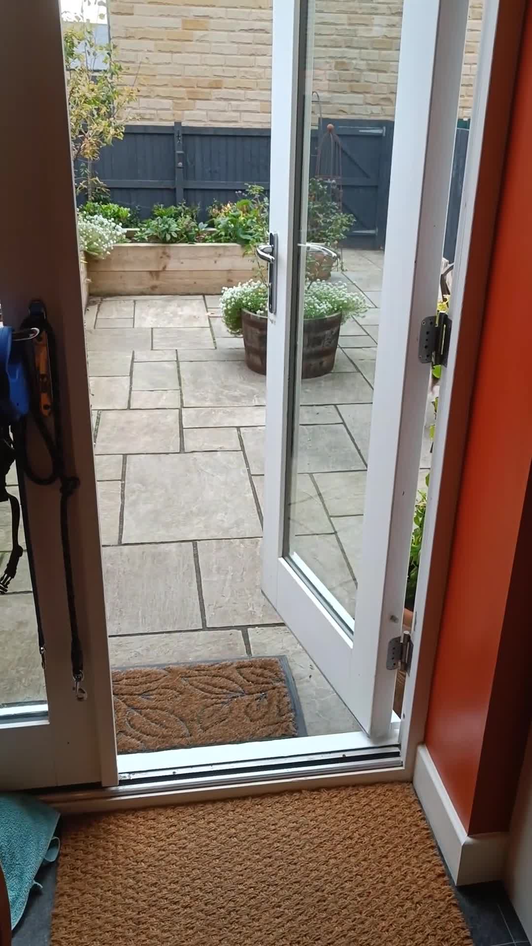 Jack Russell dogs for sale: Male Jack Russell for sale in Bingley - Video 2