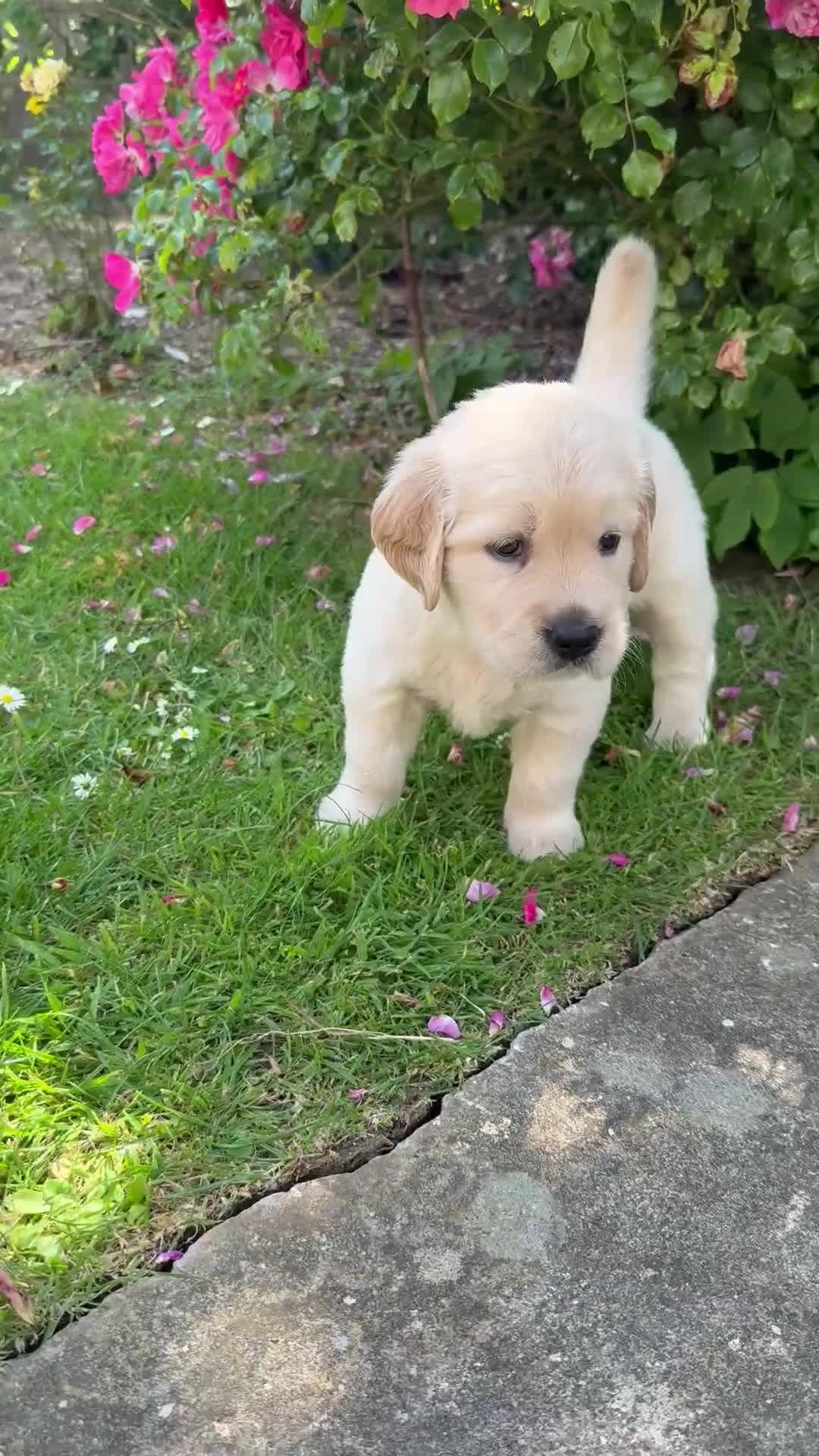 Golden Retriever dogs for sale: Chunky golden retriever puppies, kc registered in Poulton-le-Fylde - Video 1