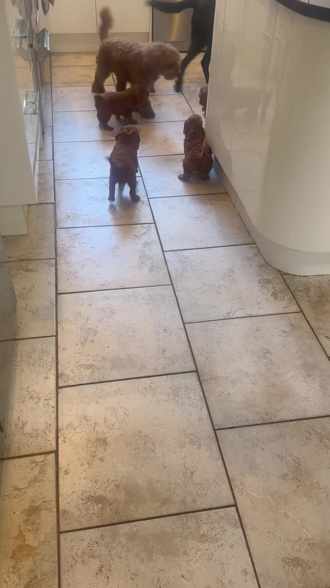 Cockapoo dogs for sale: Home raised, stunning fox red cockapoo’s  - Video 1