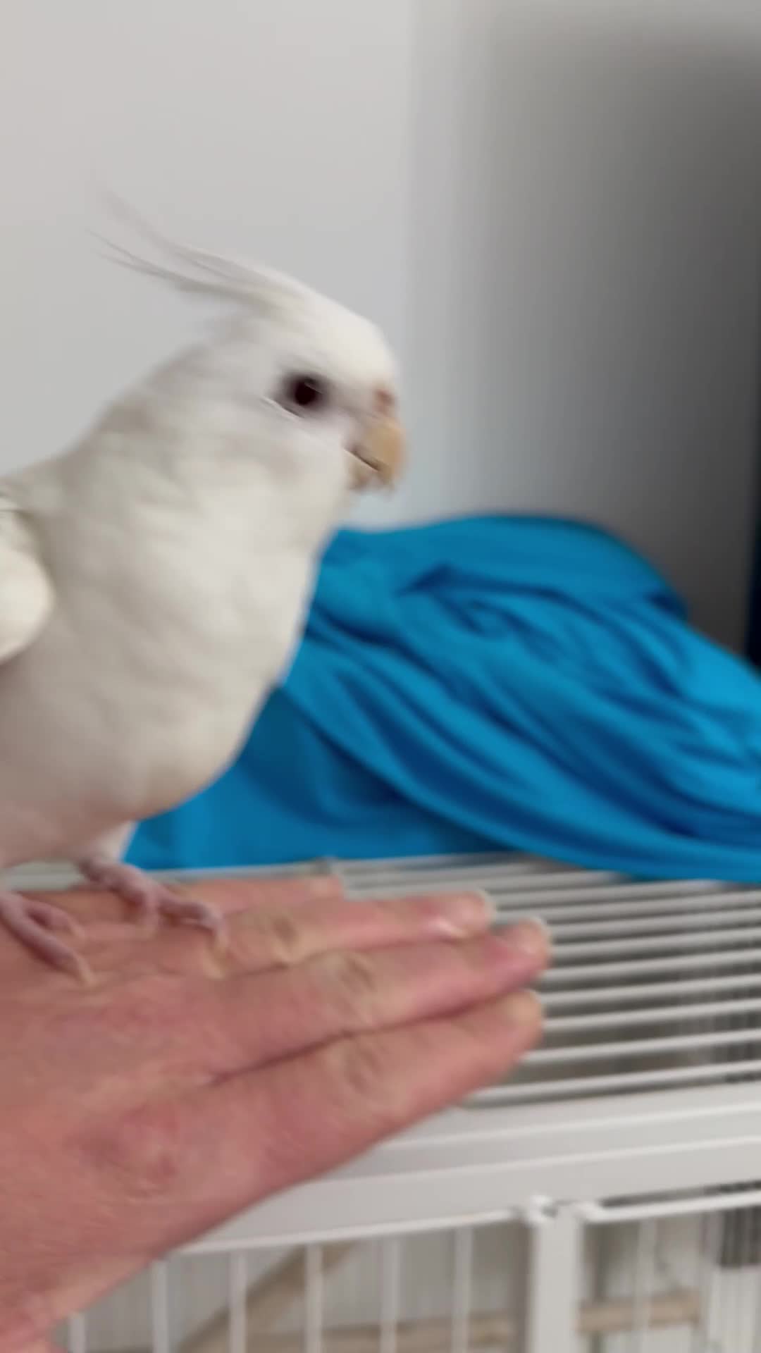 Cockatiels birds for sale: Cockatiels for sale - Video 3
