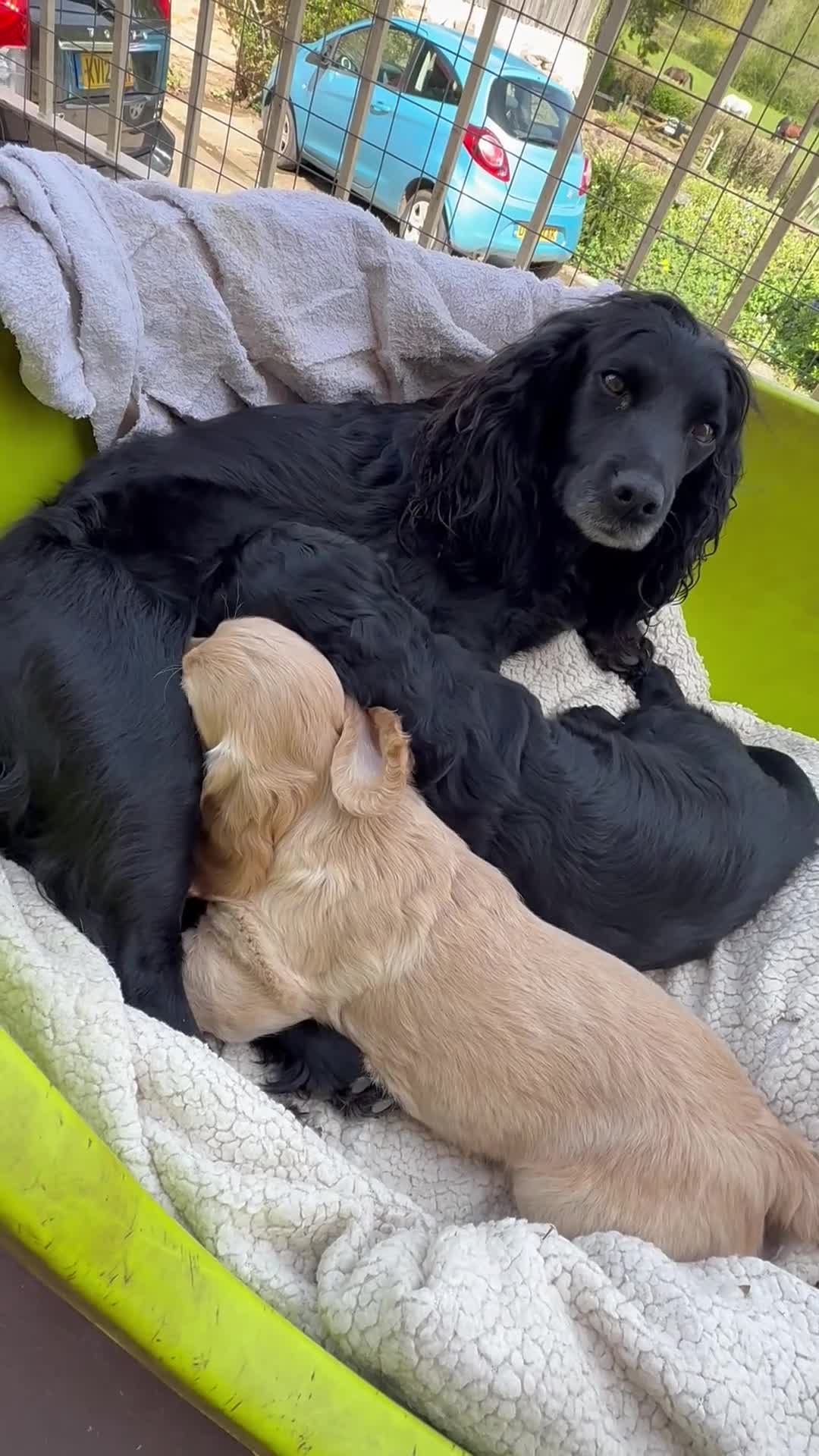 Cocker Spaniel dogs for sale: Gorgeous Cocker Spaniel Boy - KC reg & DNA tested - Video 3