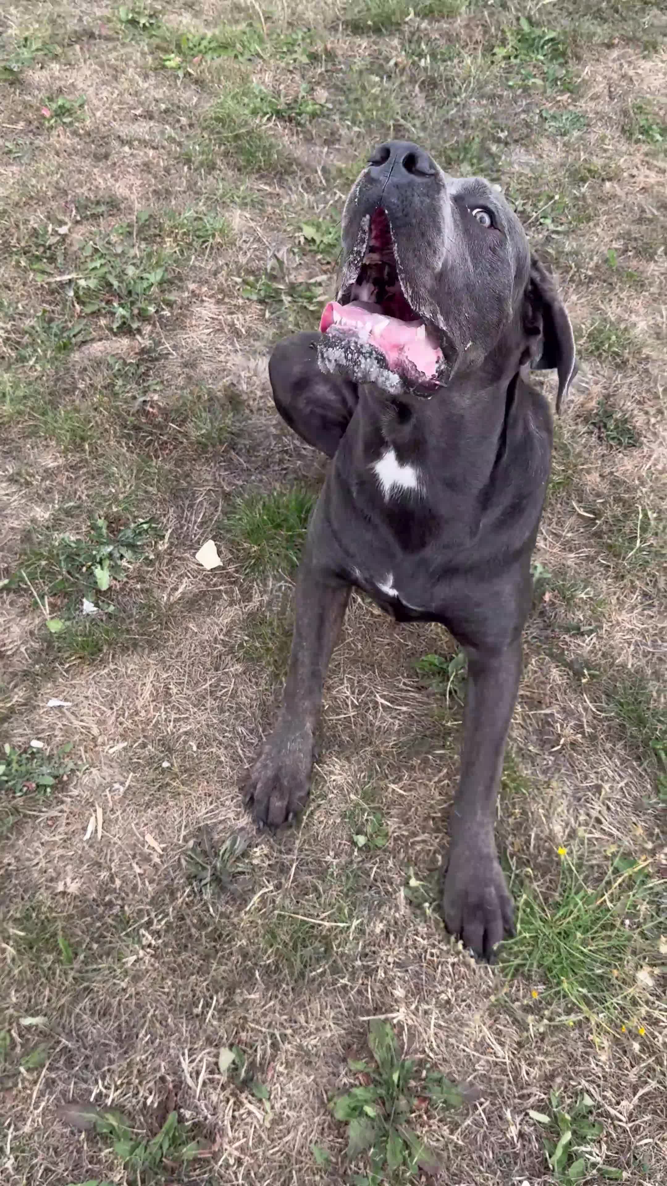Cane Corso dogs for stud: Cane Corso Stud Tre Cani 🇷🇸 x Kyza Soza 🩸 - Video 1