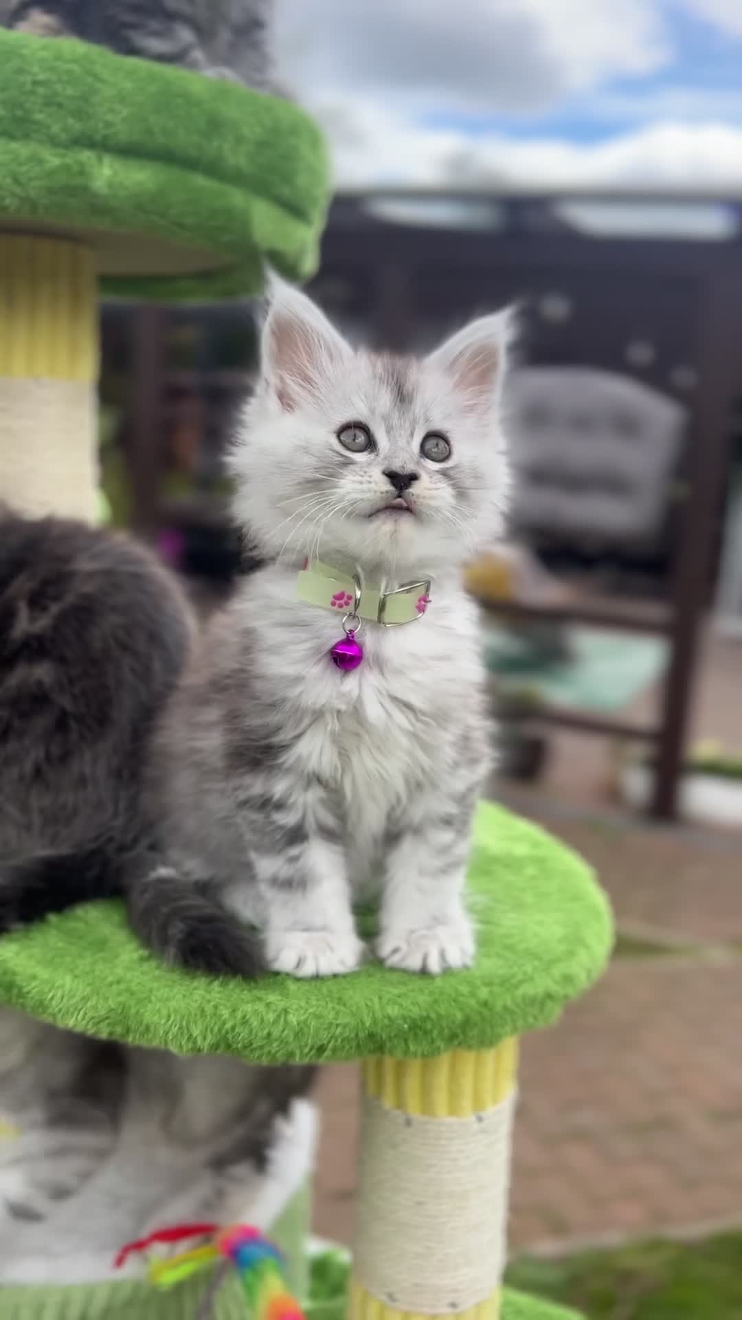 Maine Coon cats for sale: 🤩MAINE COON pedigree/genetic testing 🤩 - Video 3