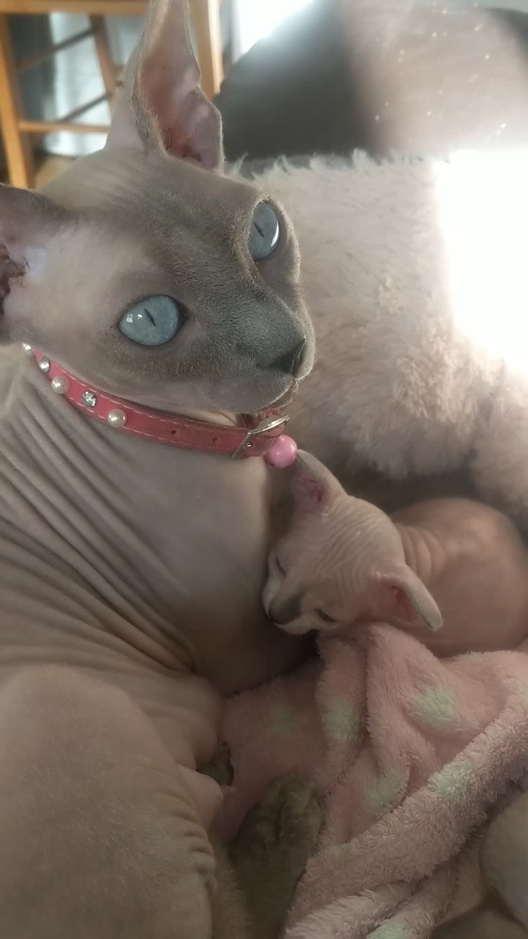 Sphynx cats for sale: Kittens with a sky blue eyes for sale - Video 1