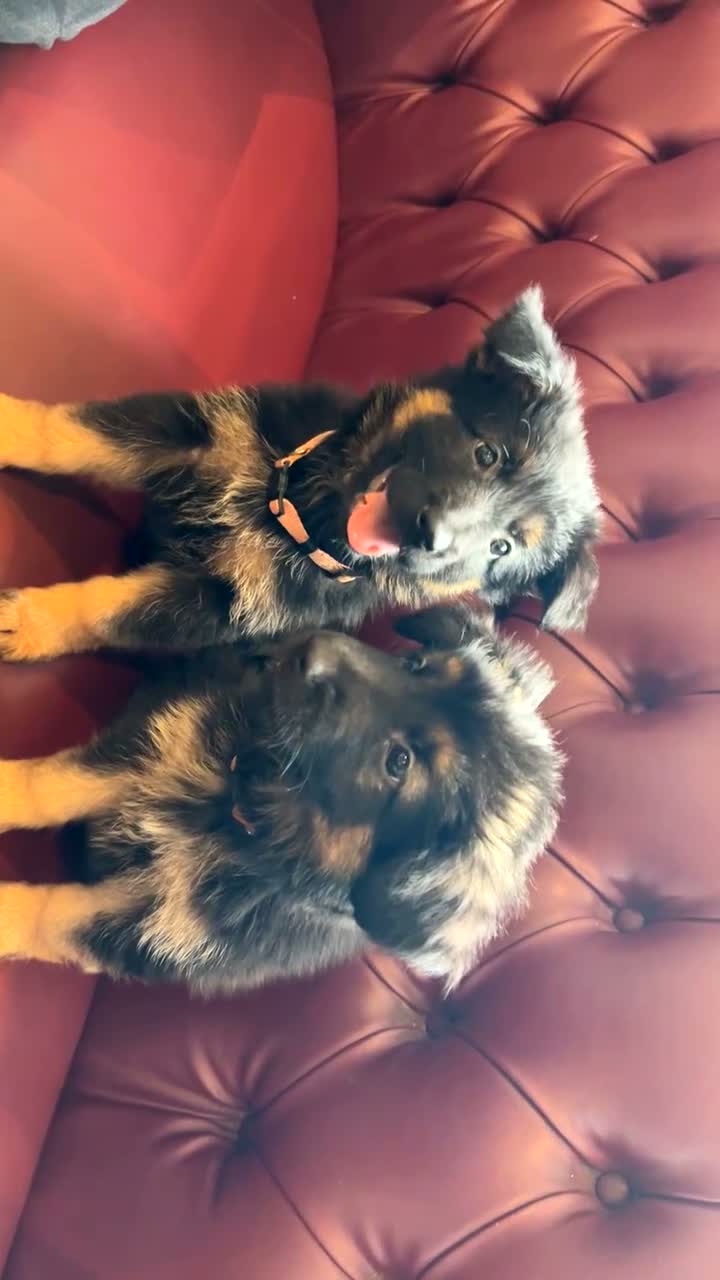 German Shepherd dogs for sale: Healthy & Chunky German Shepherd Puppies - Video 1