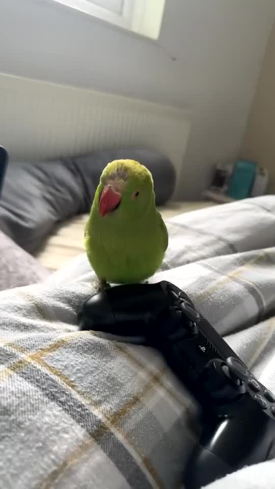 Ringnecks birds for sale: Beautiful Indian Ringneck - Video 4