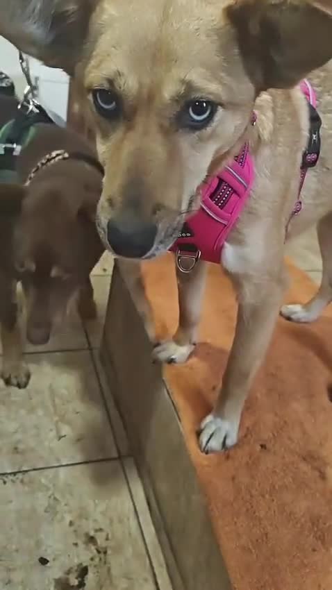 Mixed Breed dogs for adoption: 💙KAI & ❤️GERDA- Bonded And Simply Perfect in Oxford - Video 2