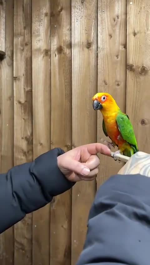 Conures birds for sale: Baby Jandey conure  - Video 1