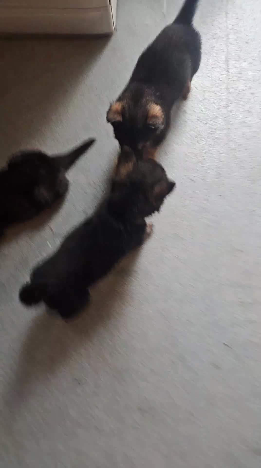 Mixed Breed dogs for sale: 6 Beautiful chunky Alaskan Shepherds in Dagenham - Video 1