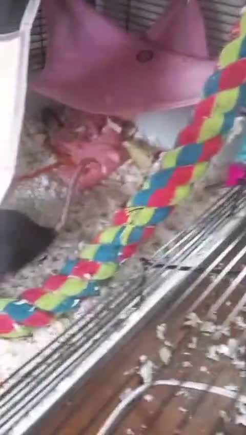 Rat rodents for sale: 2 rats with cage - Video 1