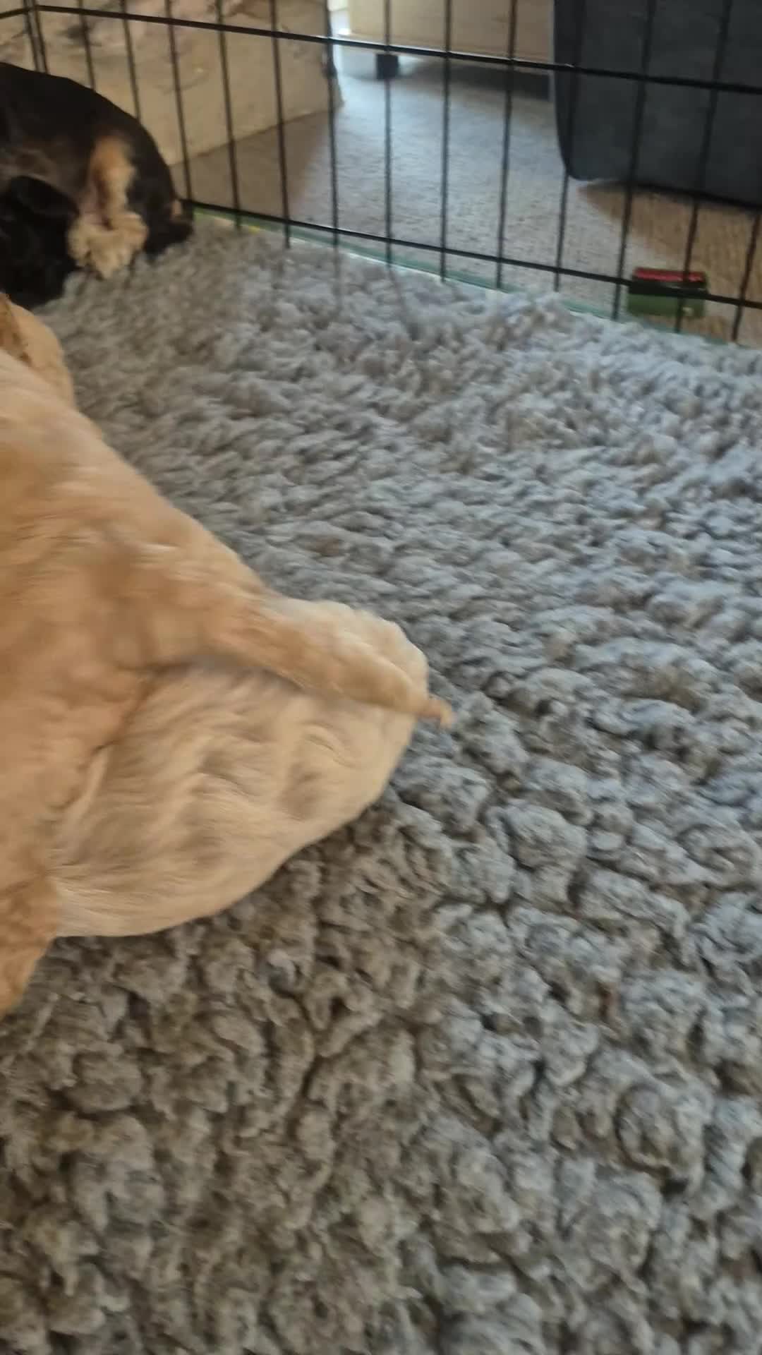 Cockapoo dogs for sale: 🐾 Beautiful F1 Cockapoo Puppies 🐾  - Video 1