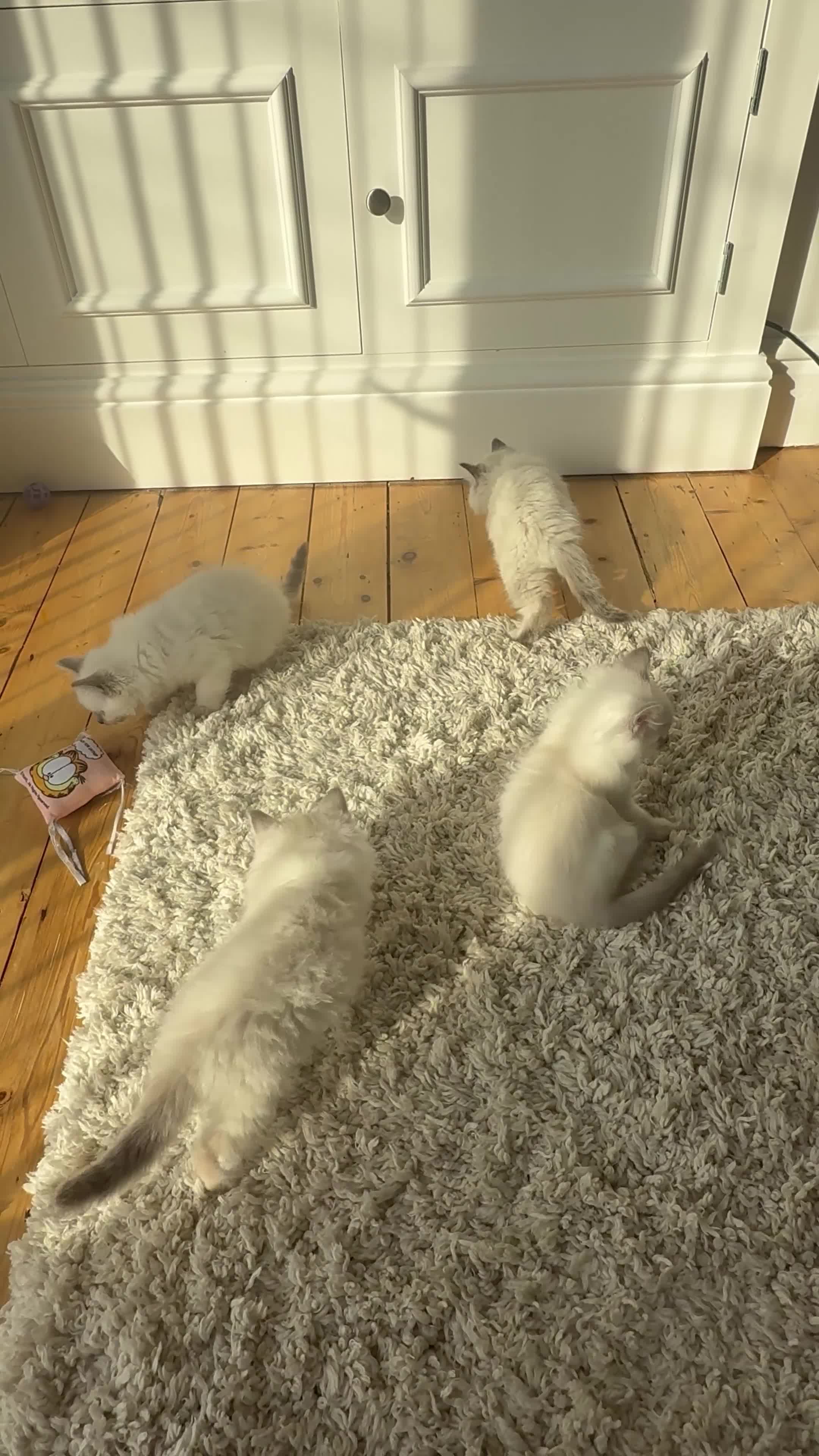 Ragdoll cats for sale: ONE Beautiful Pedigree Ragdoll Girl ✨ - Video 2