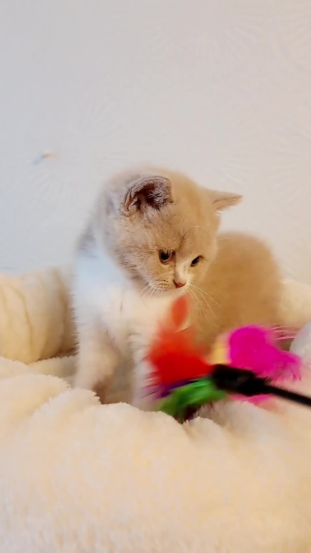 British Shorthair cats for sale: Beautiful British Shorthair Males & Females - Video 2