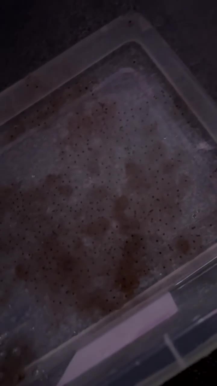 Axolotl reptiles for sale: Axolotl eggs  - Video 2