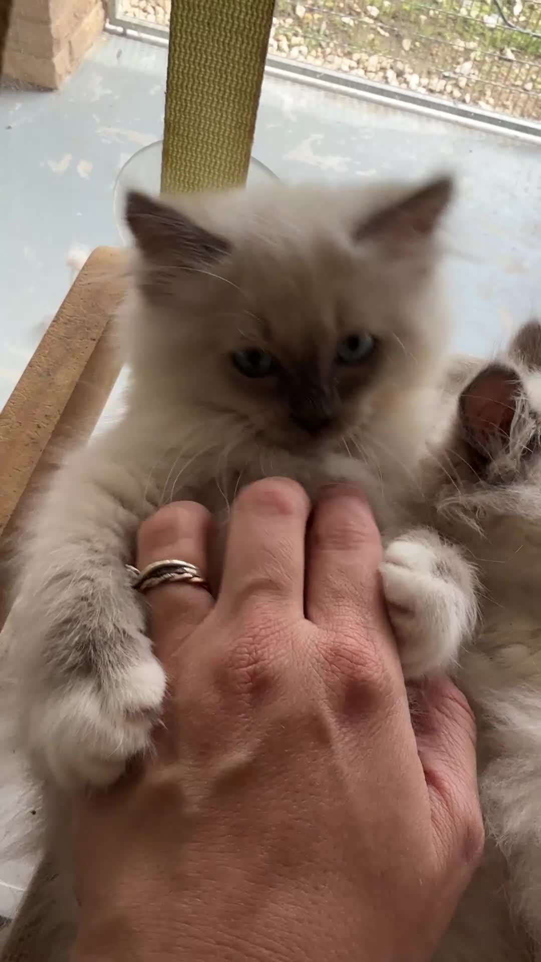 Ragdoll cats for sale: Beautiful Ragdoll kittens  - Video 1
