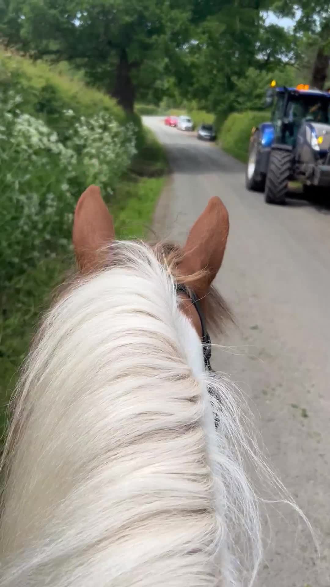 Irish Cob horses for sale: 5 yo skewbald cob 13.3 hh  - Video 1