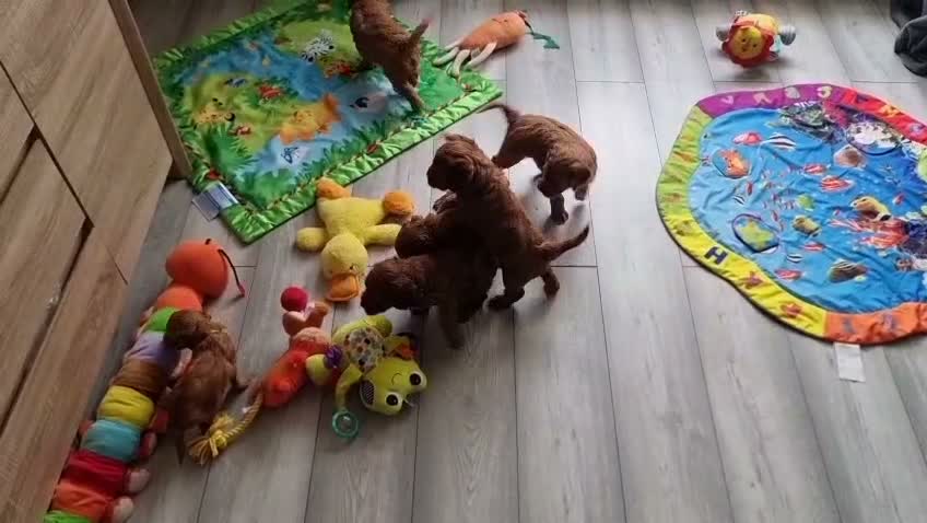 Cockapoo dogs for sale: F1 Cockapoo puppies fully DNA tested parents  - Video 1