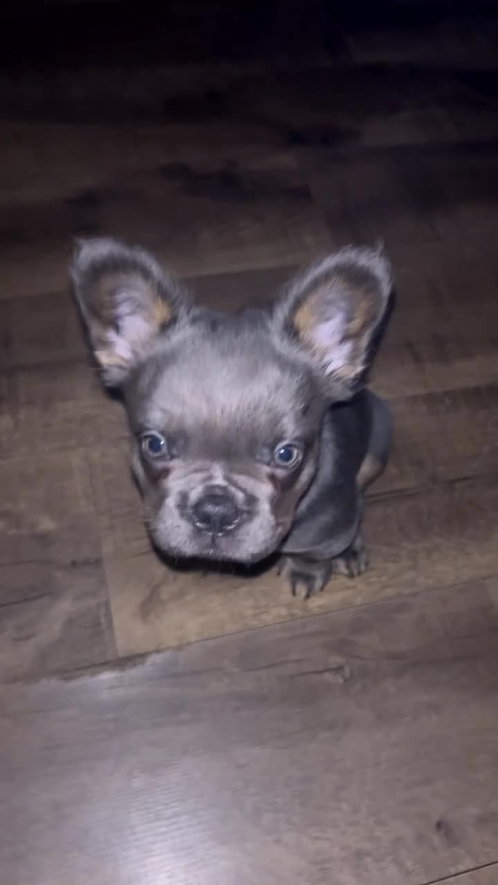 French Bulldog dogs for sale: Male fluffy frenchie - Video 2