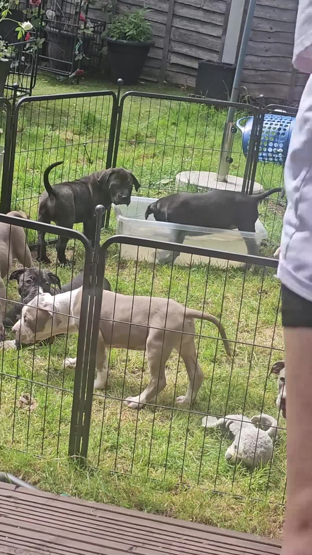 Mixed Breed dogs for sale: Stunning nam x Puppies Blue, Merle Dilute Lines - Video 2