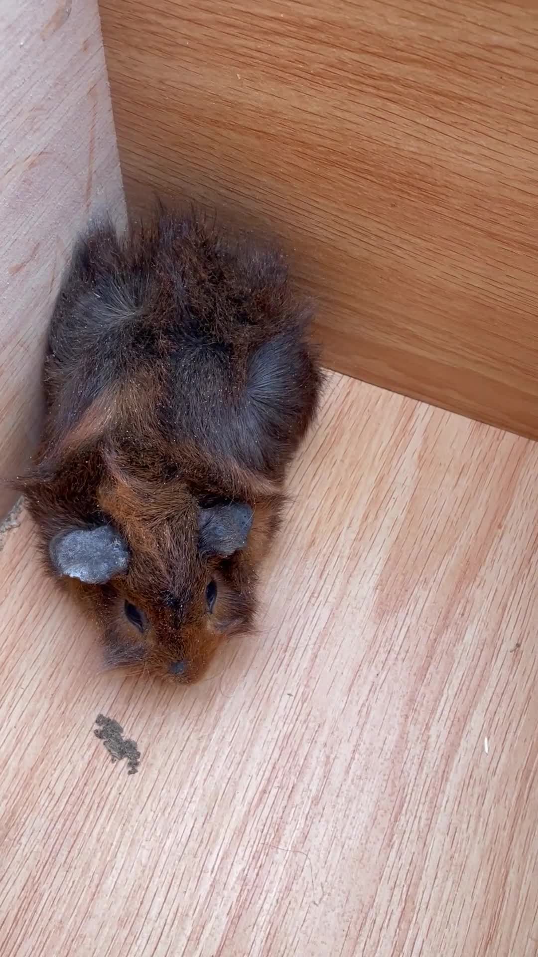 Guinea Pig rodents for sale: Beautiful Baby Guinea Pigs - Video 1