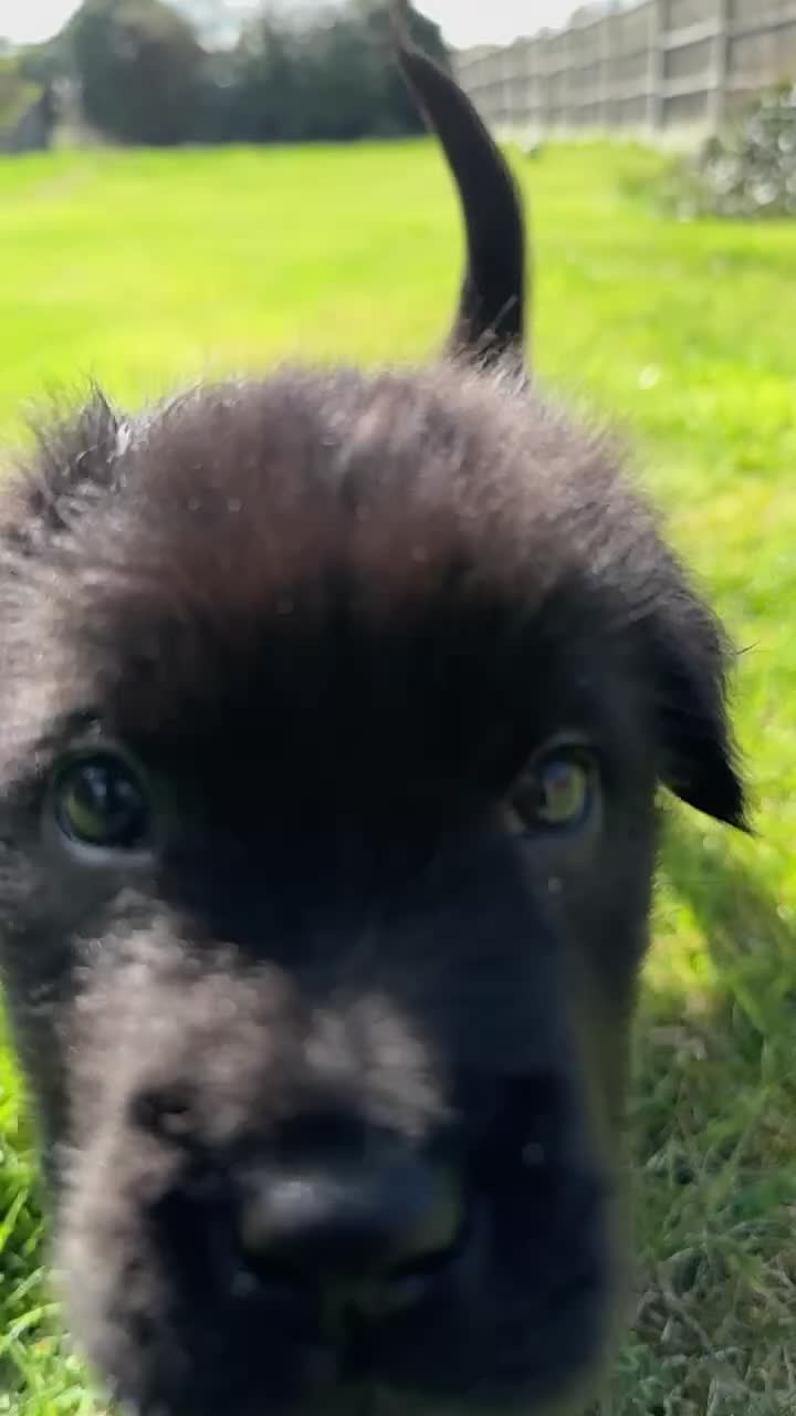 Mixed Breed dogs for sale: 2 female Shar Pei mix - Video 1