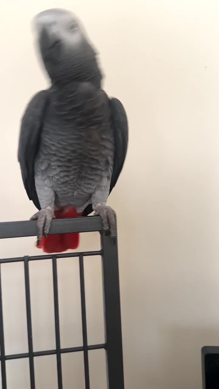 Parrots birds for sale: African grey parrot – Smokey – Loving Home Wanted - Video 3