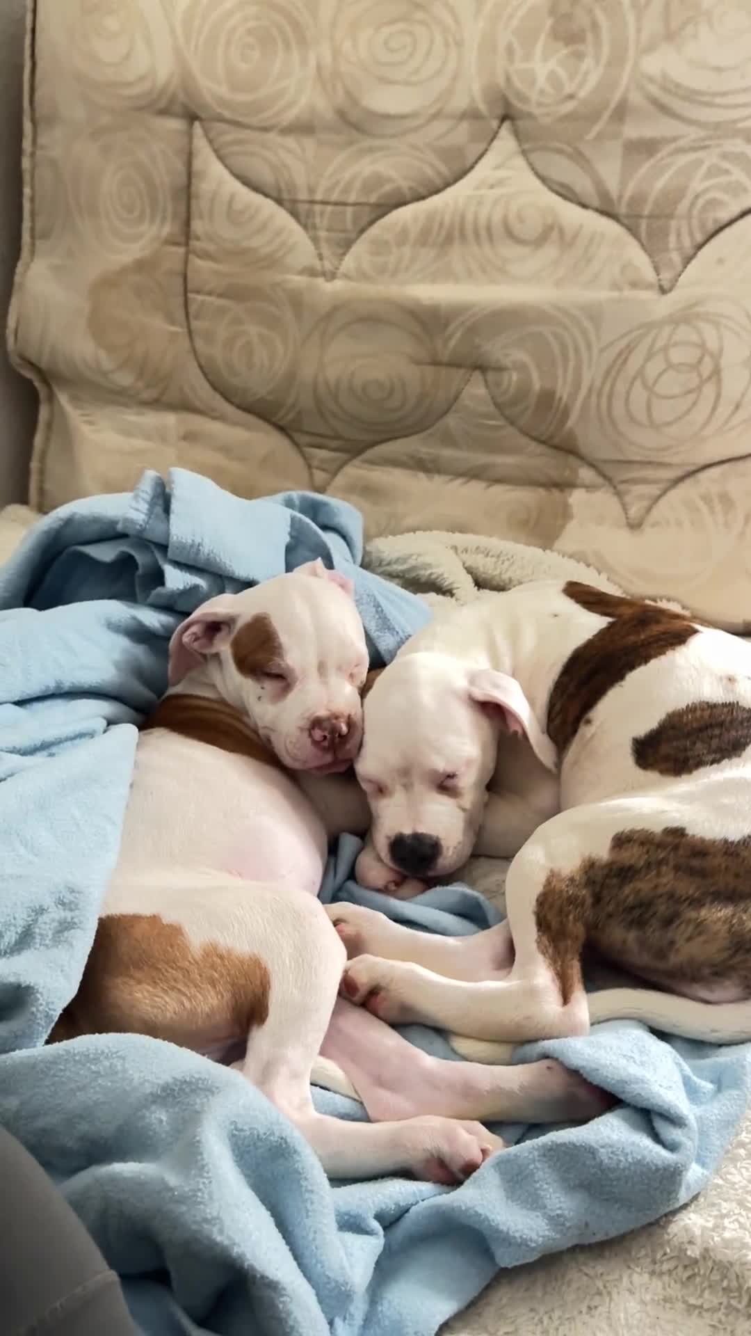 American Bull Staffy dogs for sale: American bulldog Pups - Video 1