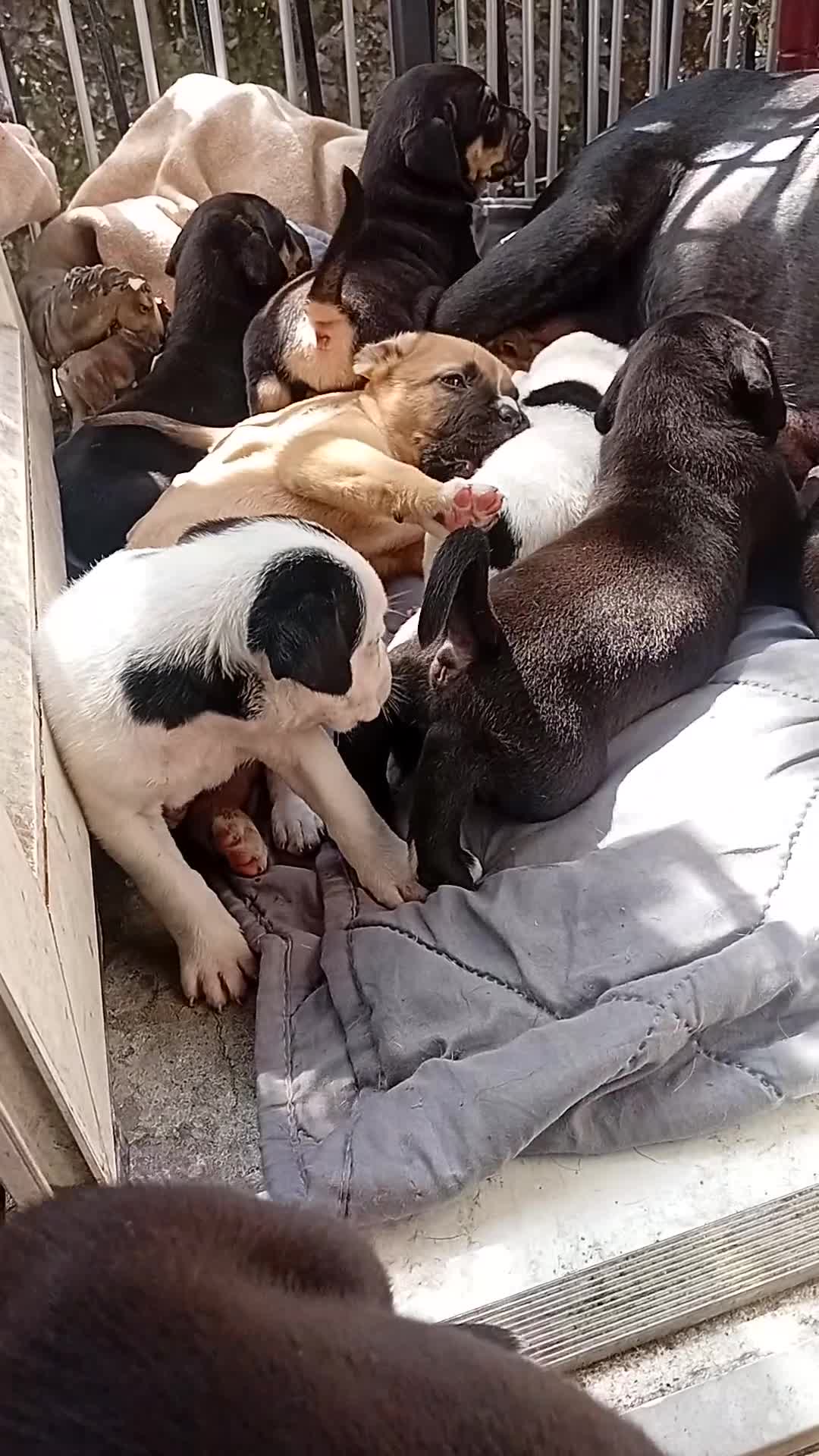 Mixed Breed dogs for sale: American mastiff  **  - Video 1