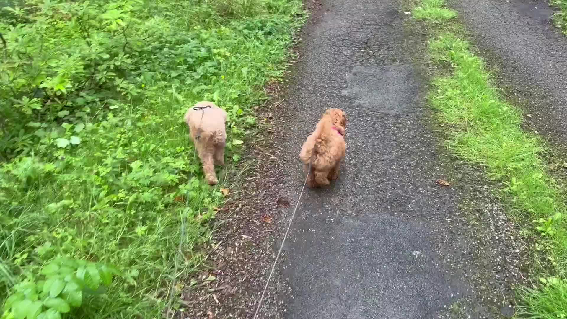 Cavapoochon dogs for sale: Gorgeous F1B Cavapoochon’s Fox Red available now. - Video 1