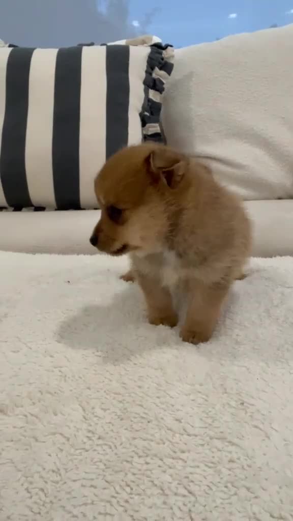 Mixed Breed dogs for sale: T Cup Pom Jacks - Video 1