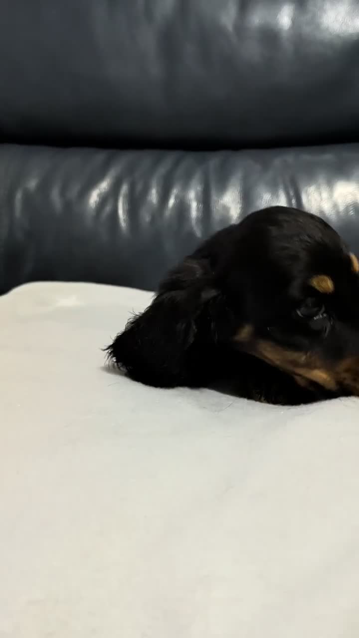 Miniature Dachshund dogs for sale: Miniature Longhaired Dachshund Puppies - Video 4