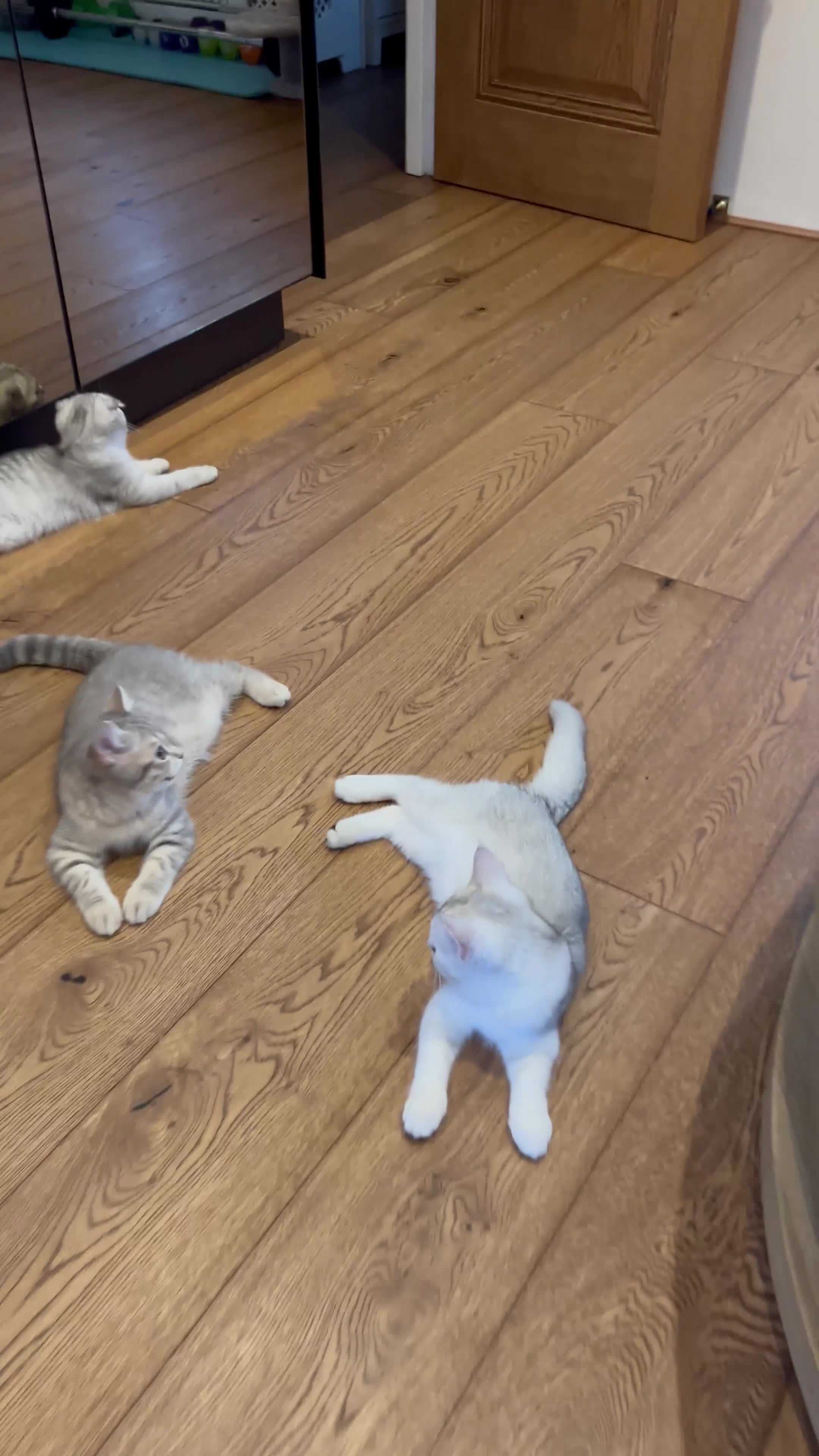 Scottish Fold cats for sale: 😻😻😻 Last beautiful girl 😻😻😻 - Video 3