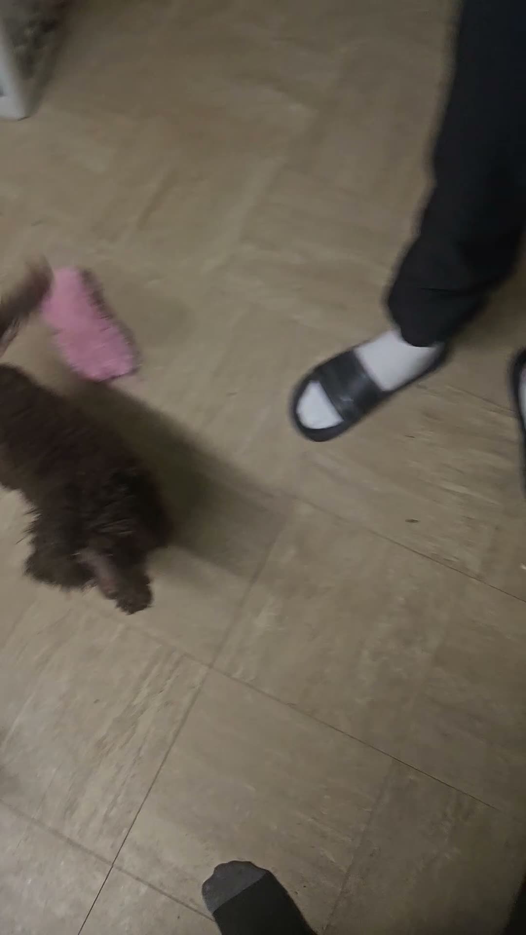 Toy Poodle dogs for sale: Toy poodle  - Video 1