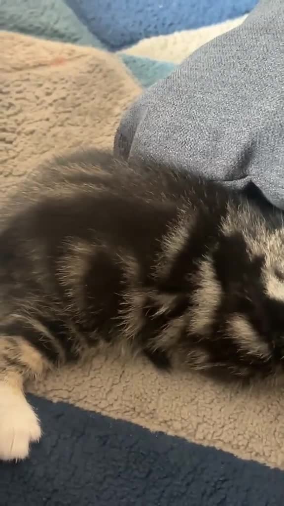 Domestic Shorthair cats for sale: Kittens for sale  - Video 1