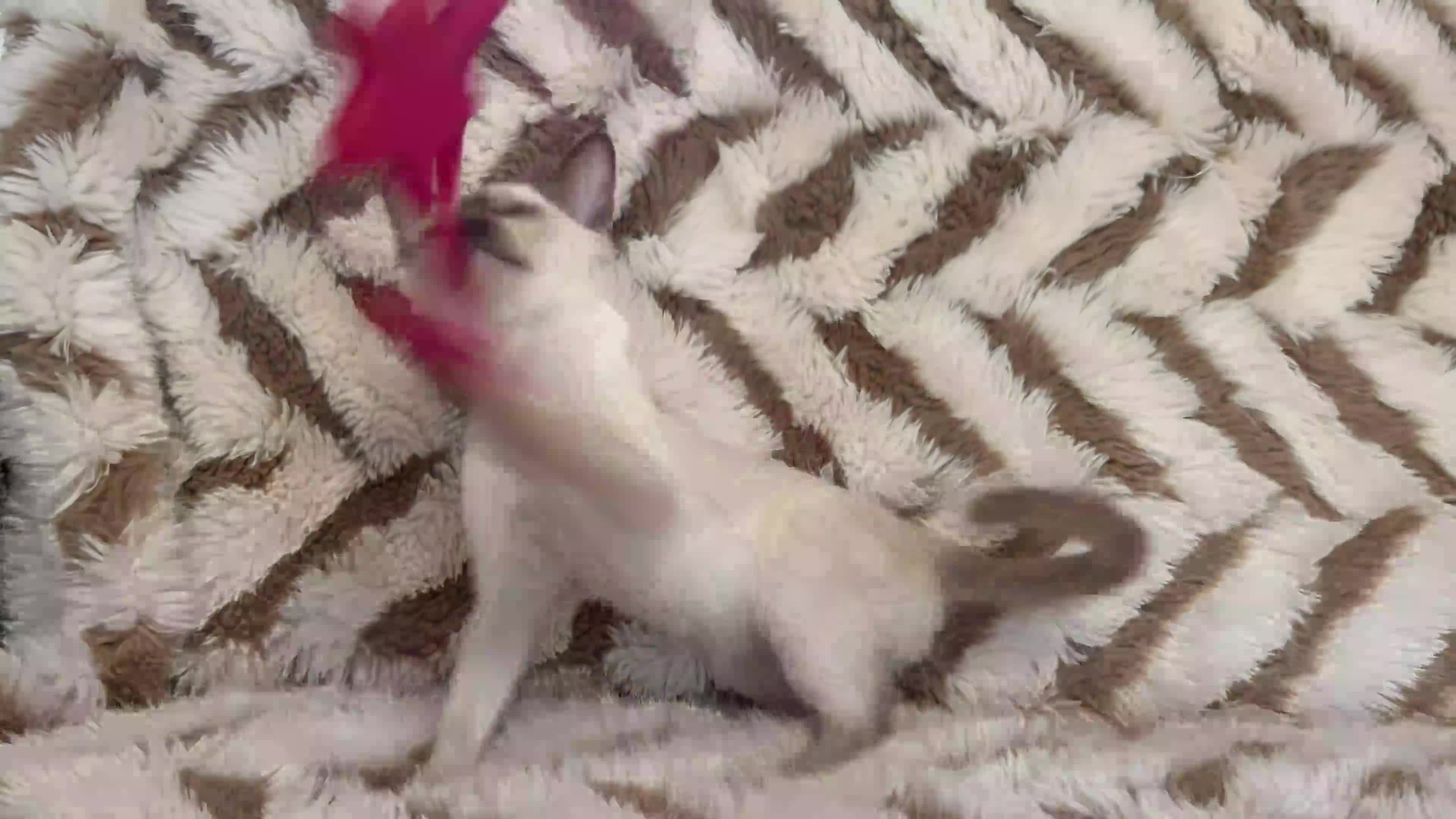 Tonkinese cats for sale: Exceptional pedigree Tonkinese - Video 2