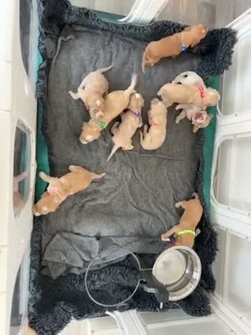 Cockapoo dogs for sale: Cockapoo Puppies  - Video 1