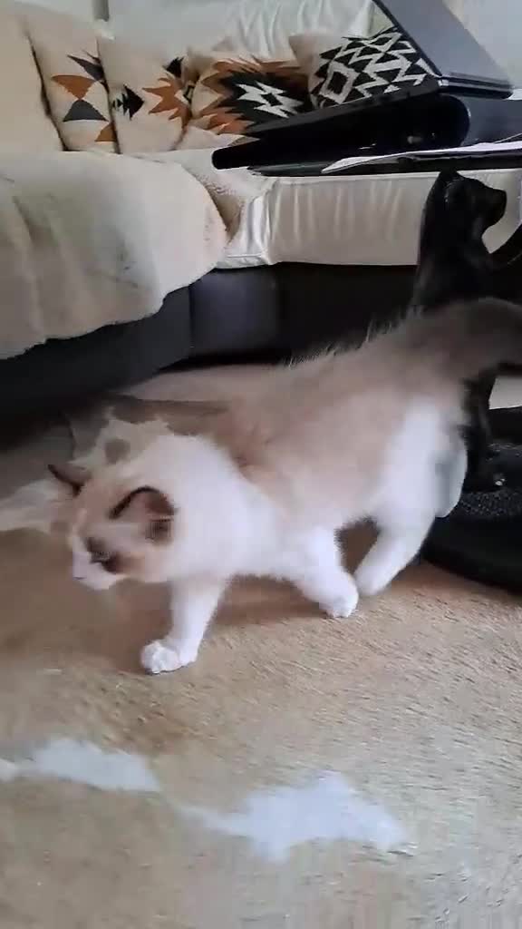 Ragdoll cats for sale: 💠Handsome FiFe Reg Ragdoll boy💠RESERVED - Video 3