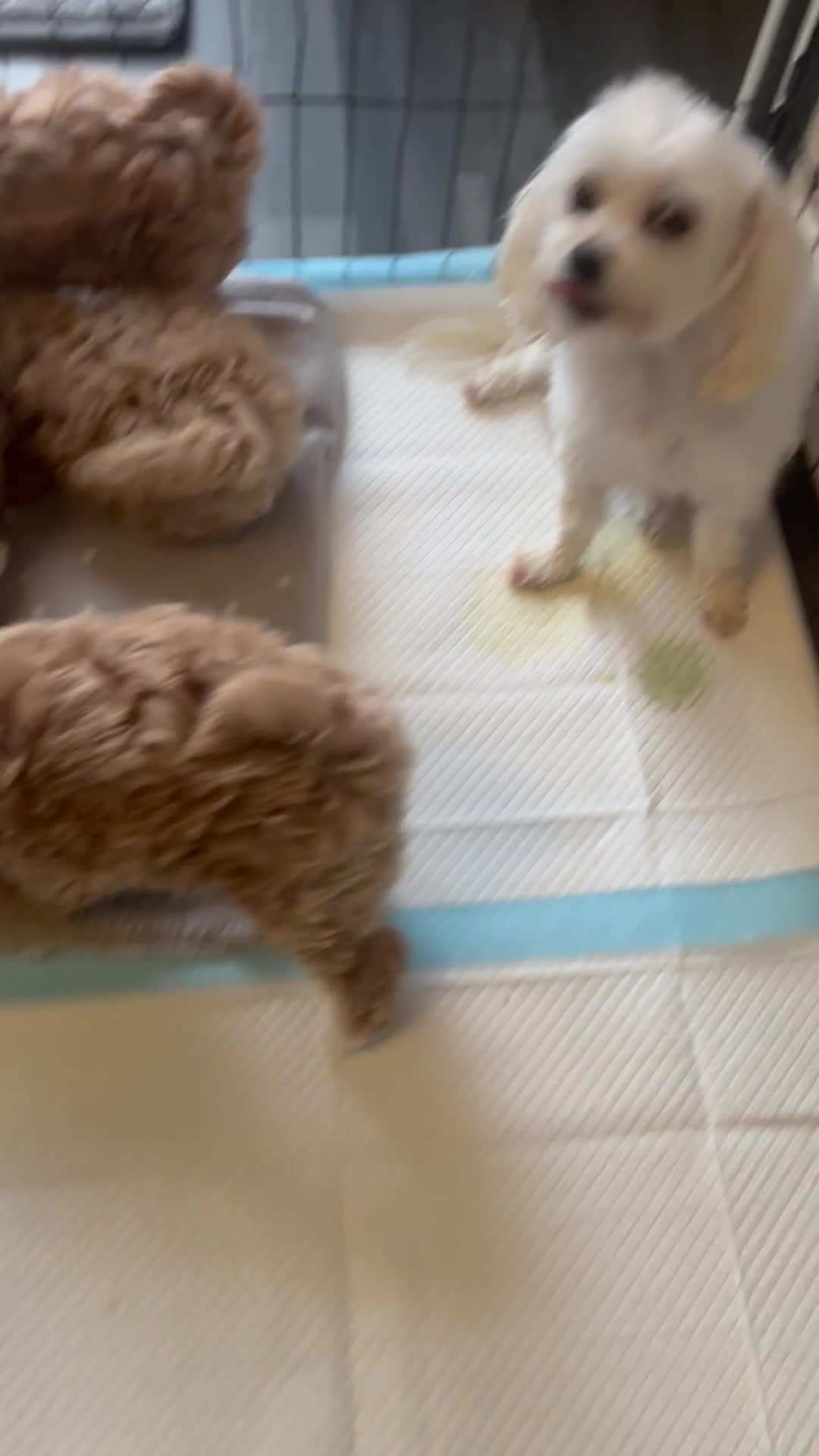 Maltipoo dogs for sale: Gorgeous Maltipoo  - Video 1