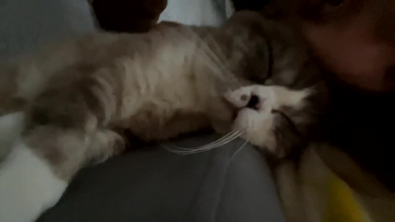 Scottish Fold cats for sale: Scottish fold cat for sale - Video 1