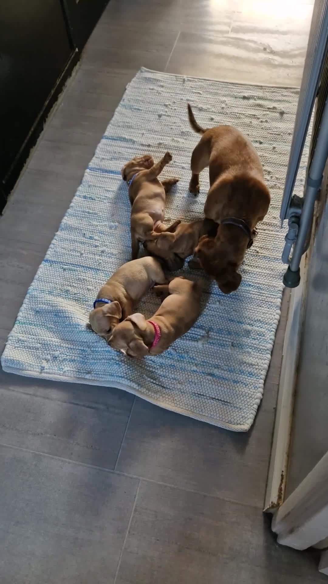 Dachshund dogs for sale: Miniature dachshund  - Video 5