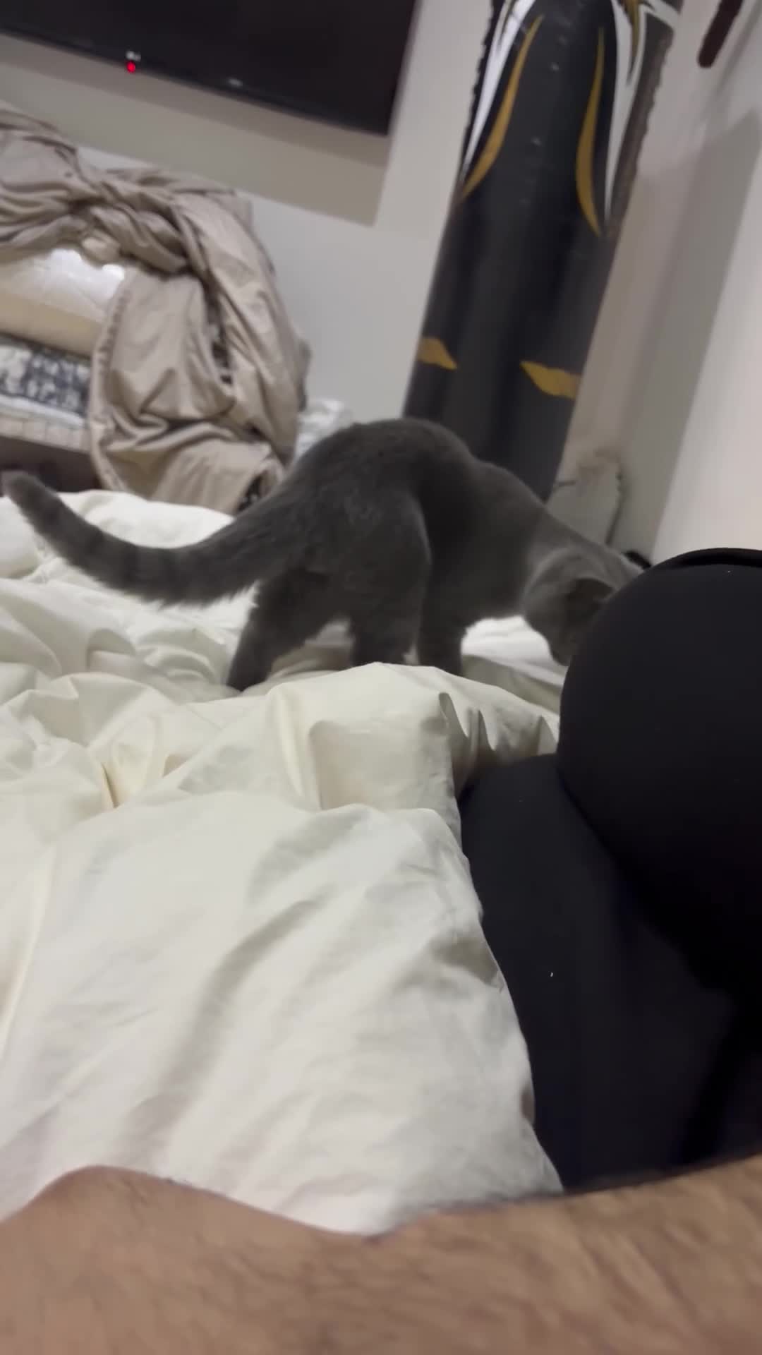 British Shorthair cats for sale: British shorthair kitten  - Video 1