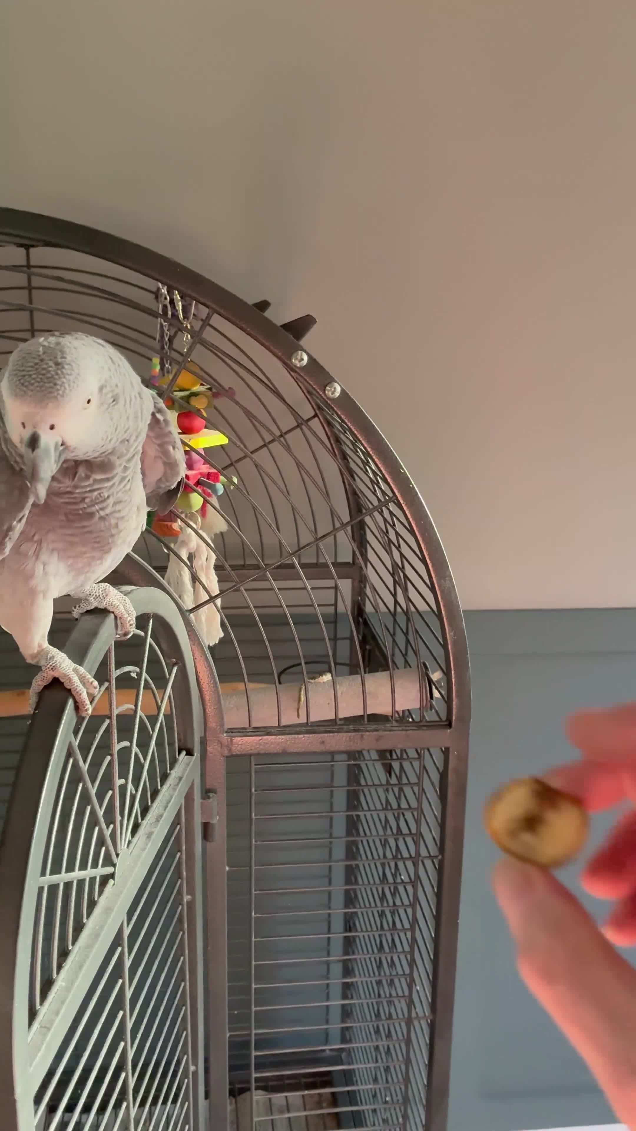Parrots birds for sale: African Grey Parrot - Video 1
