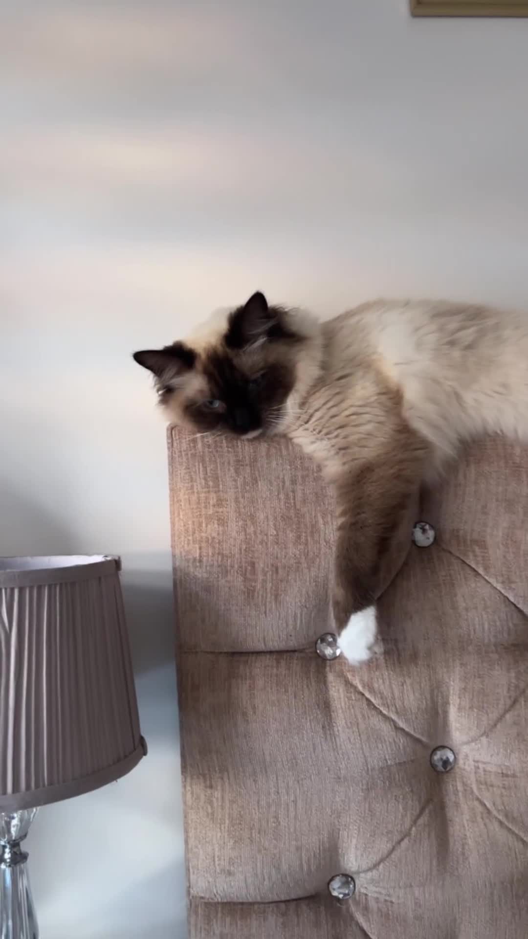 Ragdoll cats for sale: Enzo  - Video 1