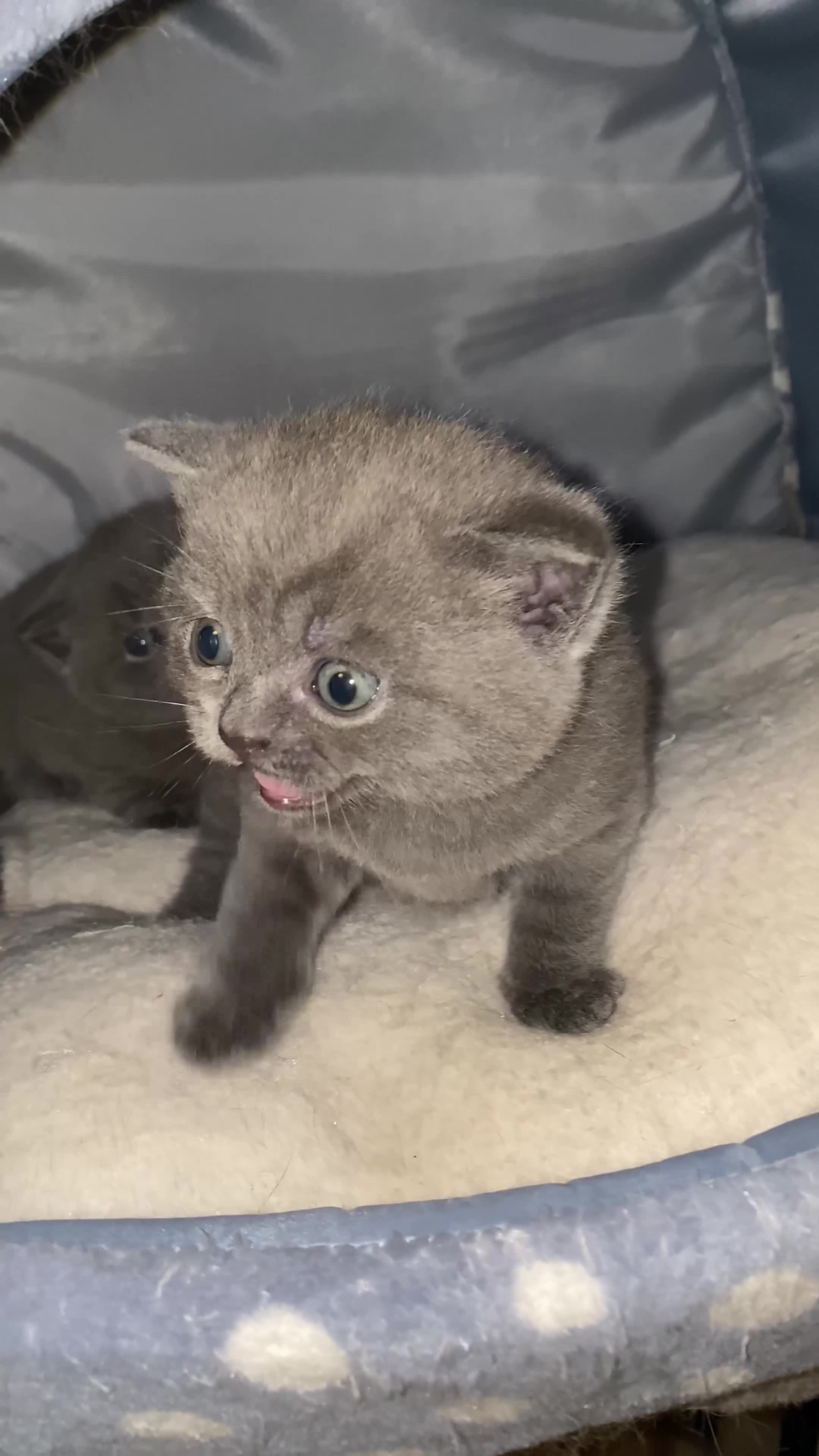 British Shorthair cats for sale: Beautiful British Shorthair Kittens  - Video 4